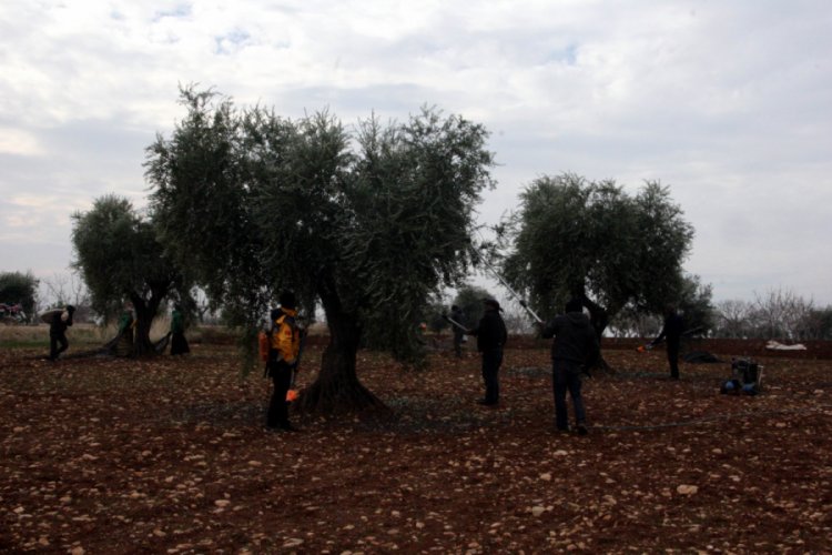 Zeytin hasadı tamamlandı