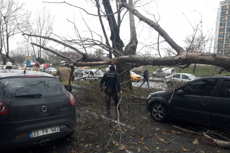 &Ccedil;ınar ağacı 4 aracın &uuml;zerine b&ouml;yle devrildi
