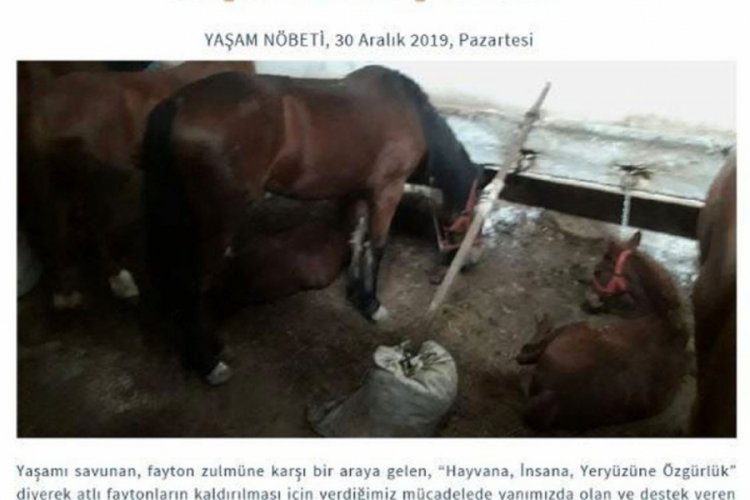 B&uuml;y&uuml;kada'daki karantina ahırları g&ouml;r&uuml;nt&uuml;lendi