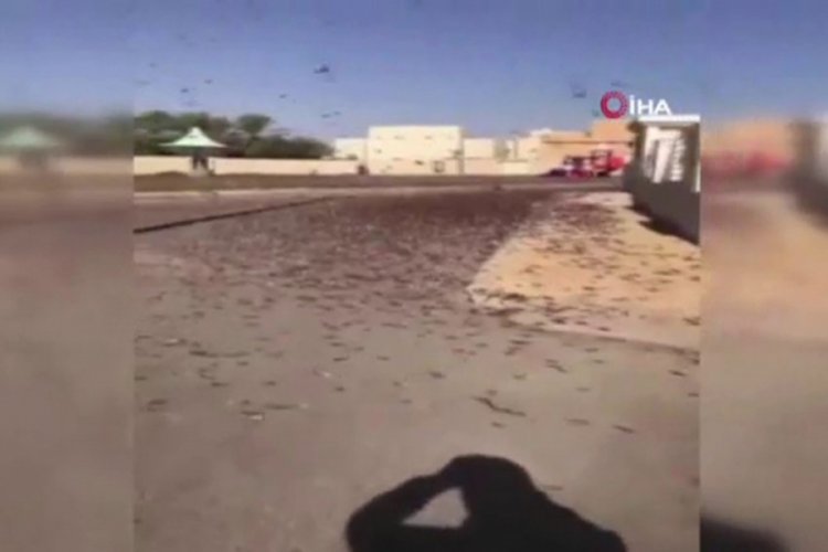Suudi Arabistan'ı &ccedil;&ouml;l &ccedil;ekirgeleri bastı