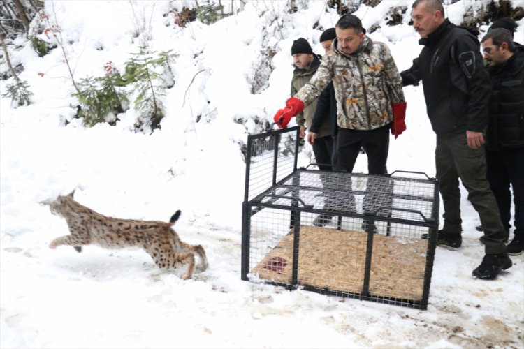 Pakdemirli, Abant'ta vaşak ile 3 şahini doğaya bıraktı