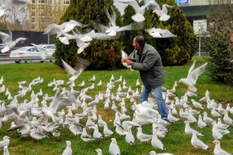 Her g&uuml;n y&uuml;zlerce martıyı elleriyle besliyor
