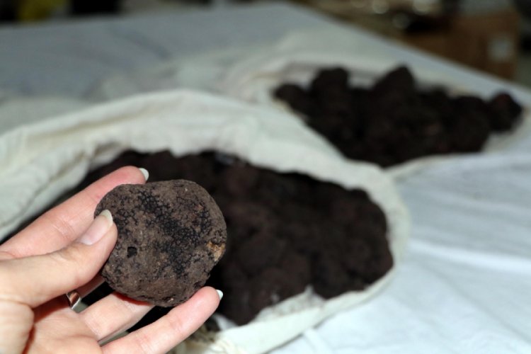Van'da ele ge&ccedil;en tr&uuml;f mantarı, son kez satışta