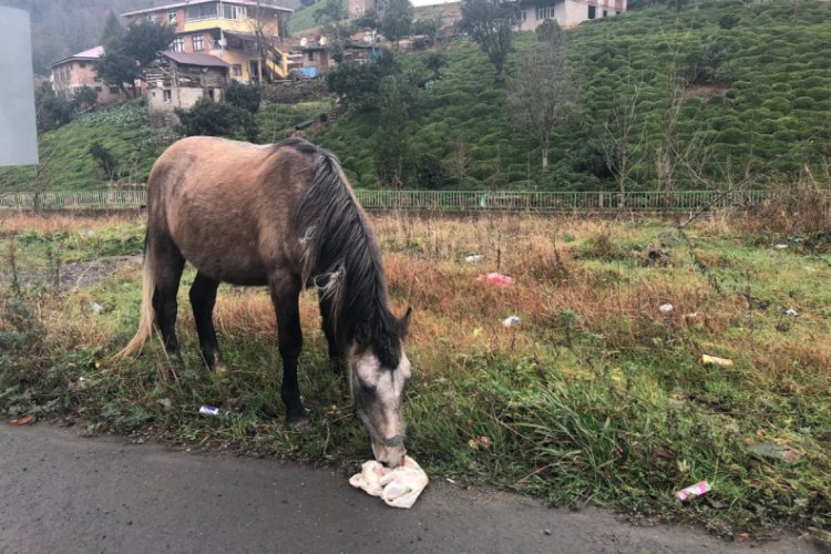Sınırı ge&ccedil;en atların durumu i&ccedil;ler acısı