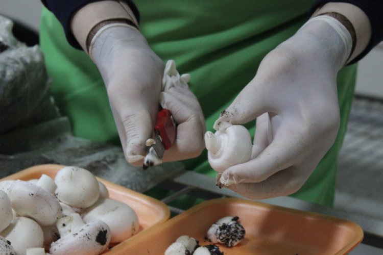 Engelsiz &ouml;ğrenciler 45 metrekarelik alanda kilolarca mantar &uuml;retiyor