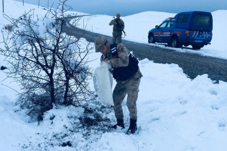 Yaban hayvanlarına Jandarma şefkatı