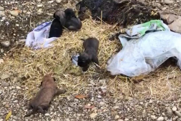 5 yavru k&ouml;pek, &ouml;l&uuml; annelerinin başucunda &ccedil;uval i&ccedil;inde bulundu