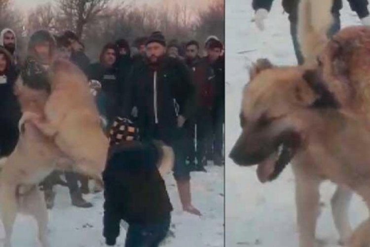 'WhatsApp' &uuml;zerinden k&ouml;pek d&ouml;v&uuml;ş&uuml; organize etmişler