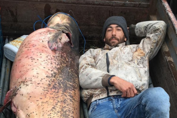 Bursa'da 120 kiloluk dev balığı römork ile taşıdılar
