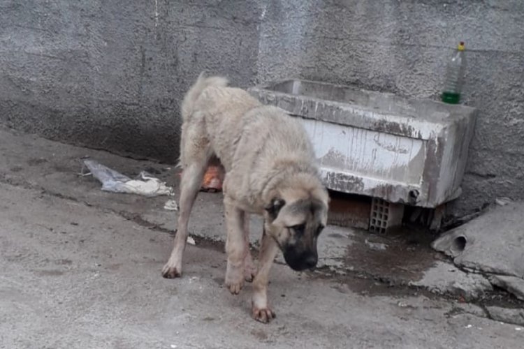 K&ouml;peği t&uuml;fekle yaralayıp, serbest kaldı
