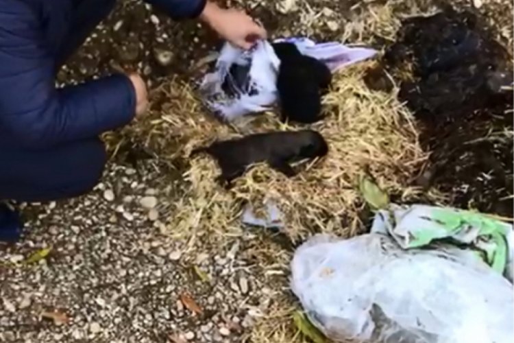 Anneleri &ouml;len 5 yavru k&ouml;pek, emin ellerde