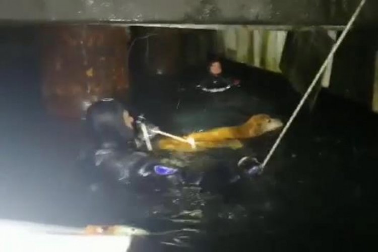 Denize d&uuml;şen k&ouml;peği itfaiye b&ouml;yle kurtardı