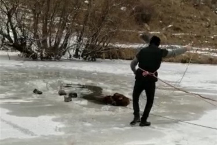 Kars &Ccedil;ayı'na d&uuml;şen angus kurtarıldı