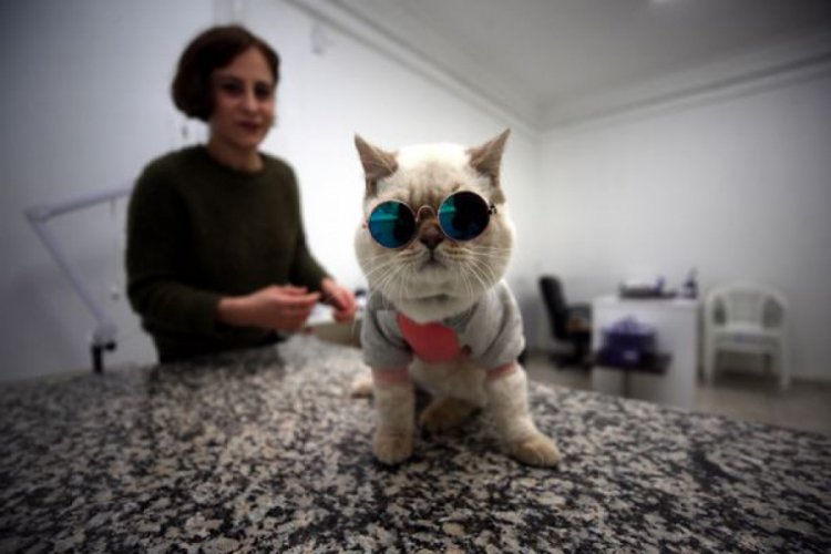 Kedi Naime kliniğin maskotu oldu Yaşam Haberleri
