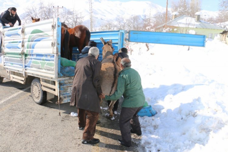 Sahipsiz atlara vatandaşlar sahip &ccedil;ıktı