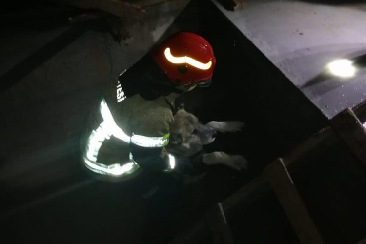 Bursa'da asans&ouml;r boşluğuna d&uuml;şen k&ouml;pek kurtarıldı