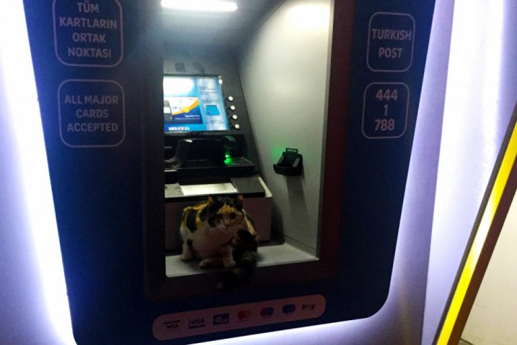 Kedi fırtınadan dolayı ATM'ye sığındı