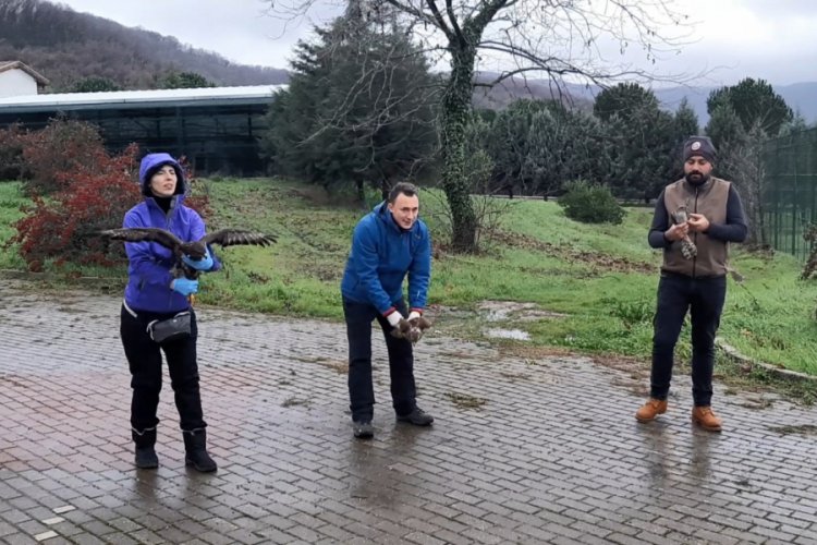 Bursa'da şahinler &ouml;zg&uuml;rl&uuml;ğe kanat a&ccedil;tı