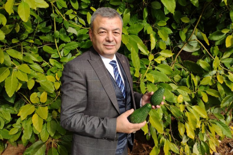 Avokado fidanı i&ccedil;in bir yıl &ouml;nceden sıraya giriyorlar