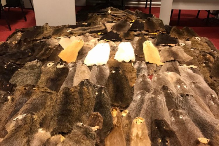 Havalimanında 240 kunduz postu ele ge&ccedil;irildi