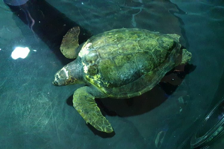 Yaralı caretta caretta tedavi altına alındı