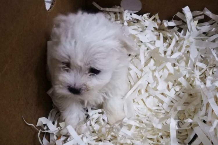 13 cins k&ouml;pek yavrusu ve 9 sultan papağanı ele ge&ccedil;irildi