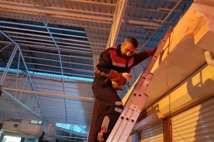 Mahsur kalan kediyi itfaiye kurtardı