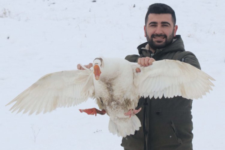 G&uuml;roymaklı kaz &uuml;reticileri, Kars'a rakip olmayı hedefliyor