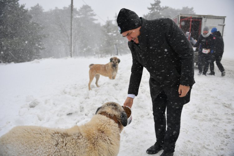 Bursa Uludağ'daki hayvanlar kışı tok geçirecek