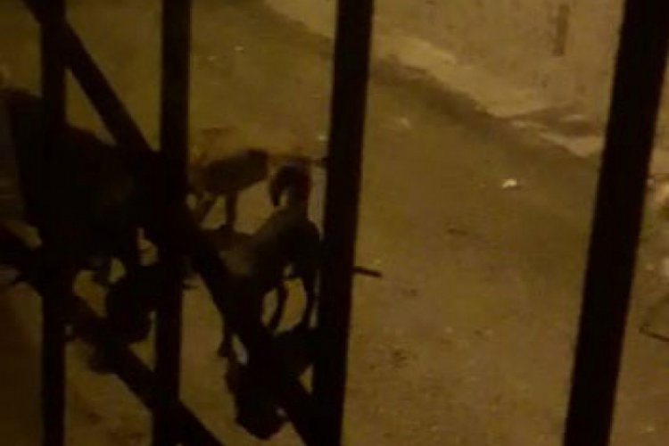 Bursa'da başıboş köpekler kediyi parçaladı! (ÖZEL HABER)