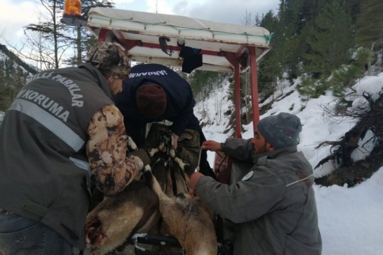 Ka&ccedil;ak avcıların vurduğu yaban ke&ccedil;ilerini sırtlarında taşıdılar