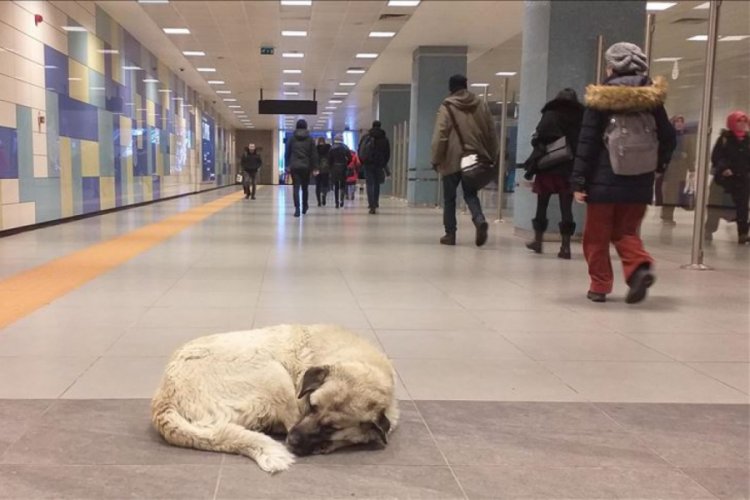 Sokak hayvanları metro istasyonlarına sığındı