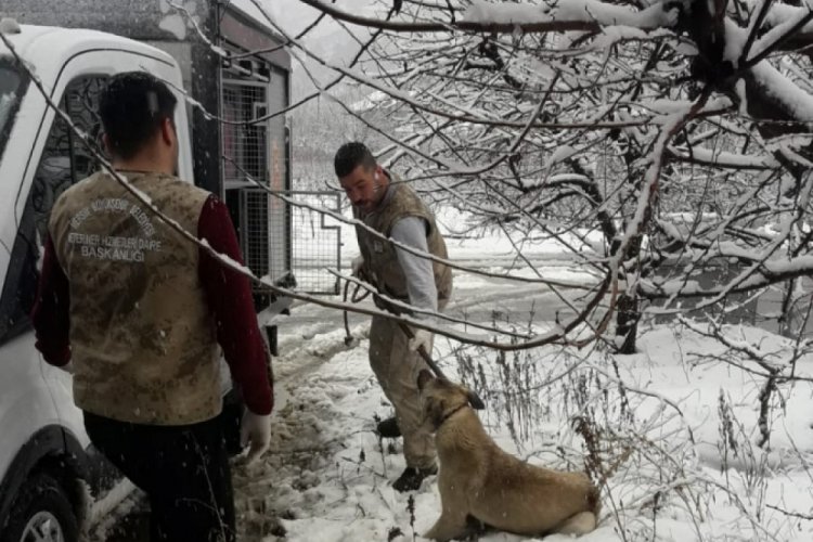 K&ouml;pek, yoğun karda donmaktan kurtarıldı