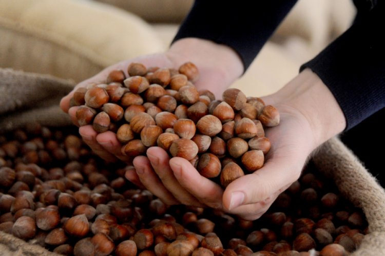 Fındık 20 lirayı g&ouml;rd&uuml;