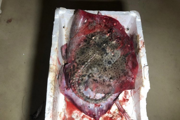 Marmara Denizi'nde yapılan denetimlerde 53 ton balığa el konuldu
