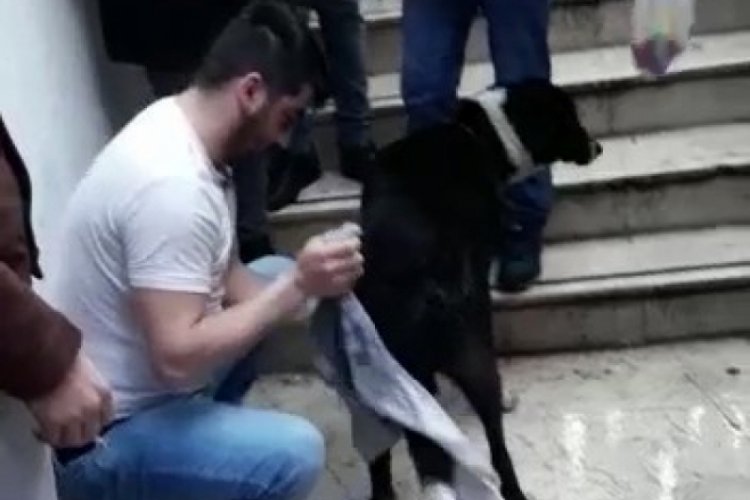 Islanan k&ouml;peği kazağını &ccedil;ıkarıp kuruladı