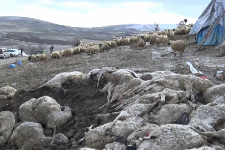&Ccedil;i&ccedil;ek hastalığı 600'den fazla koyunu telef etti