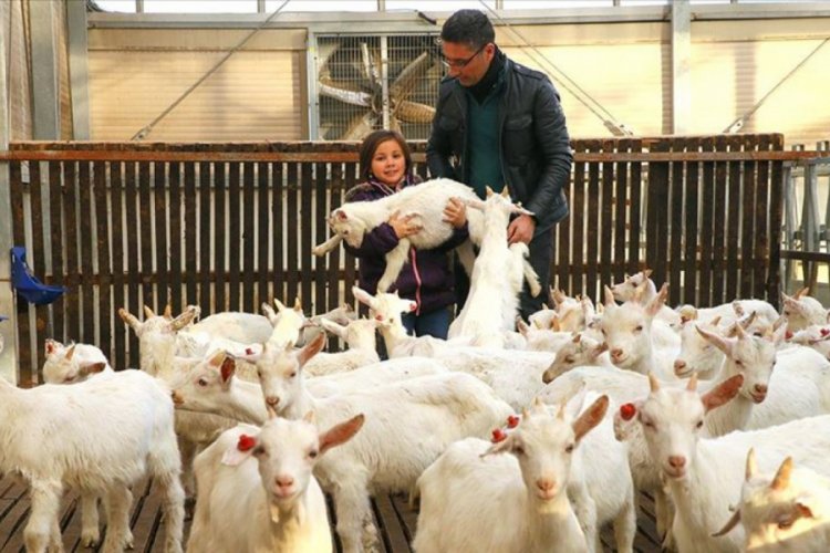 Kızı s&uuml;t i&ccedil;sin diye kurduğu &ccedil;iftlikle zincir marketlere girdi
