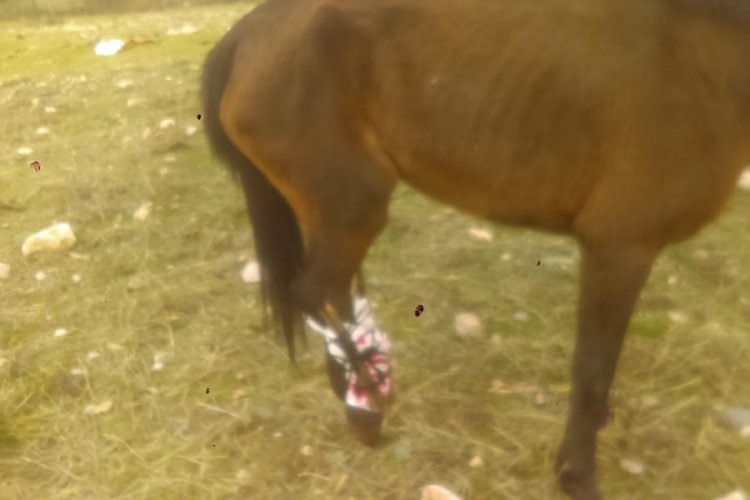 Ayağı kırılan atı &ouml;l&uuml;me terk ettiler