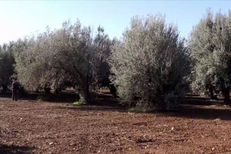 Farklı zeytin ağa&ccedil;larının bir arada olması verimi y&uuml;zde 30-35 artırıyor