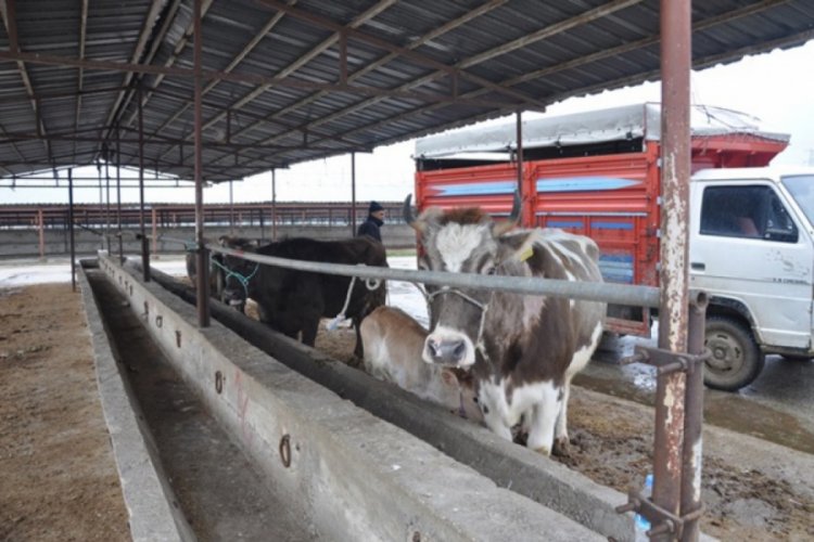 Hayvan pazarları şap nedeniyle kapatıldı