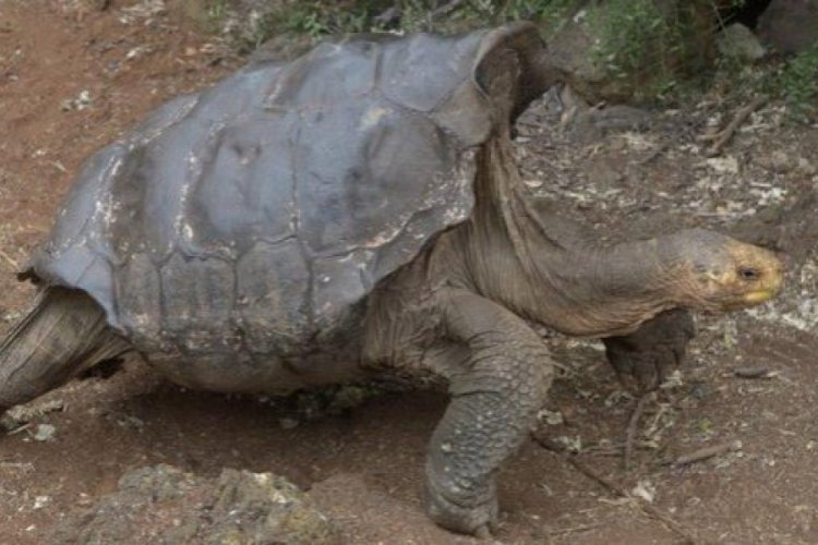 100 yaşındaki kaplumbağa doğduğu topraklara d&ouml;n&uuml;yor