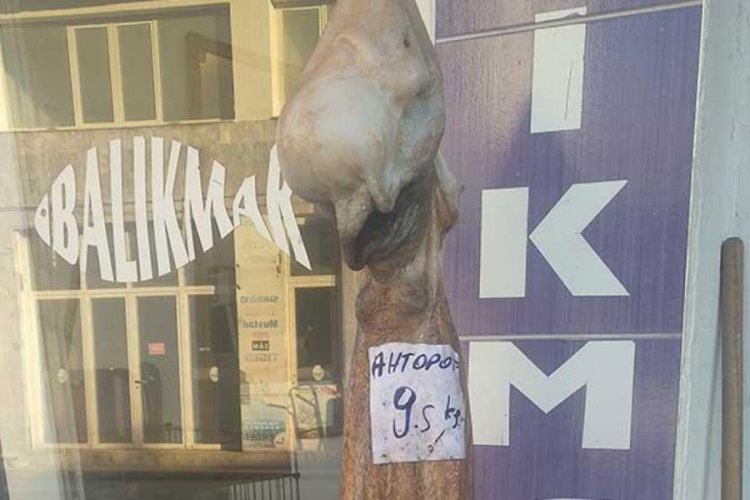 Karaburun'da 9,5 kiloluk ahtapot yakalandı