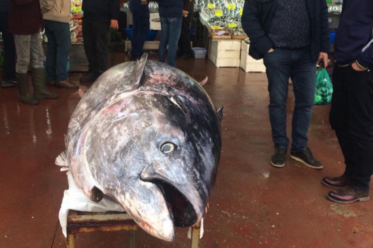 450 kilogramlık orkinos 2 saatte t&uuml;kendi