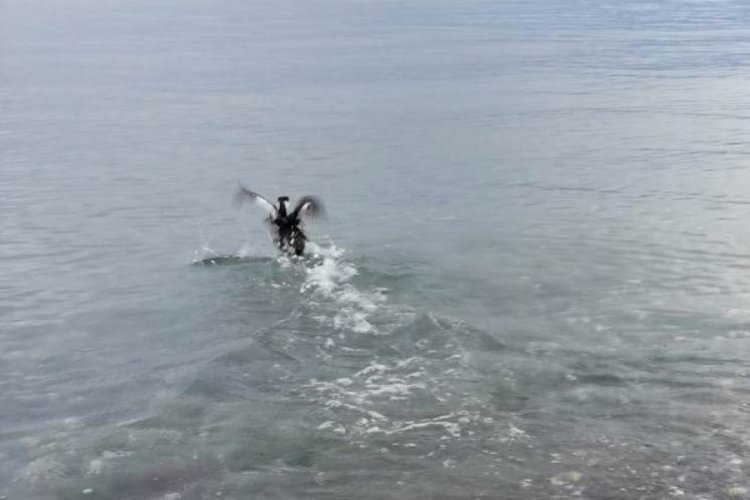 Tedavisi yapılan kuş doğaya salındı