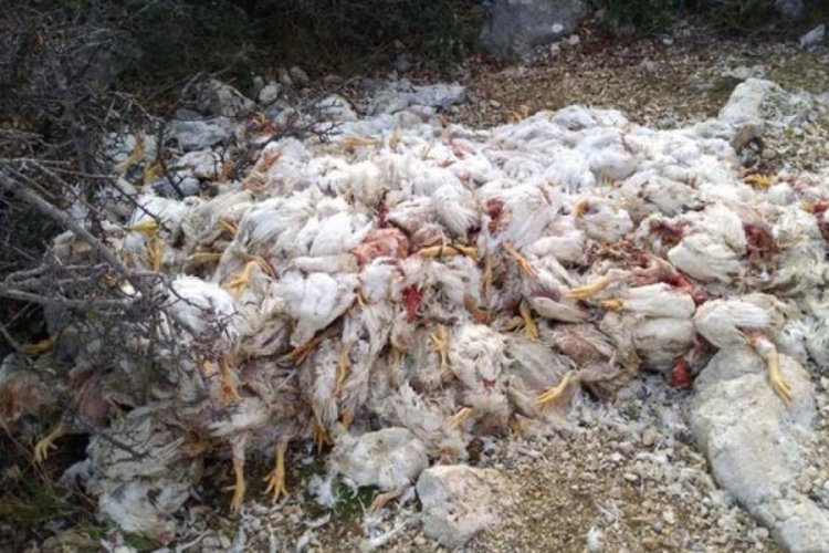 Y&uuml;zlerce tavuk &ouml;l&uuml;s&uuml; doğaya atıldı