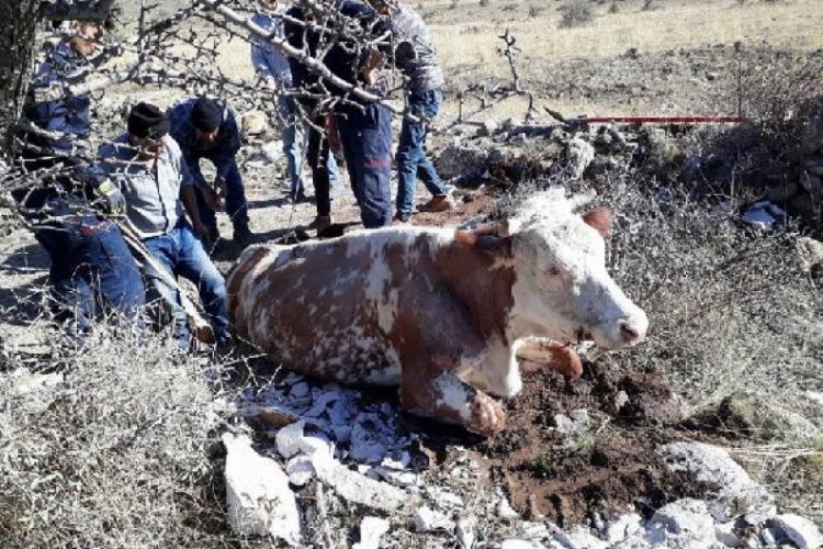 Kuyuya d&uuml;şen gebe inek kurtarıldı