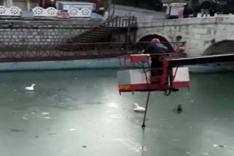 Ayakları donan kazları itfaiye kurtardı