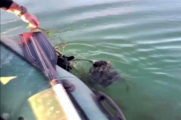 "Hayalet ağ" nedeniyle ördek ve balıkların telef olmasına inceleme