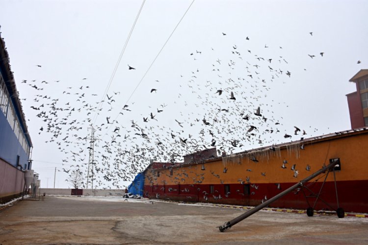 A&ccedil; kalan kuşlar yem fabrikasına sığındı